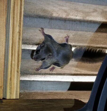 A Flying Squirrel in the Attic