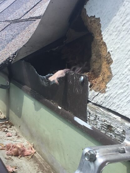 Squirrel roof damage Roof damage caused by squirrels
