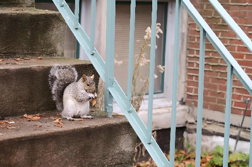 Squirrel on Steps